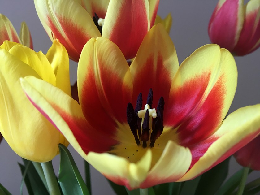 open tulip flowers