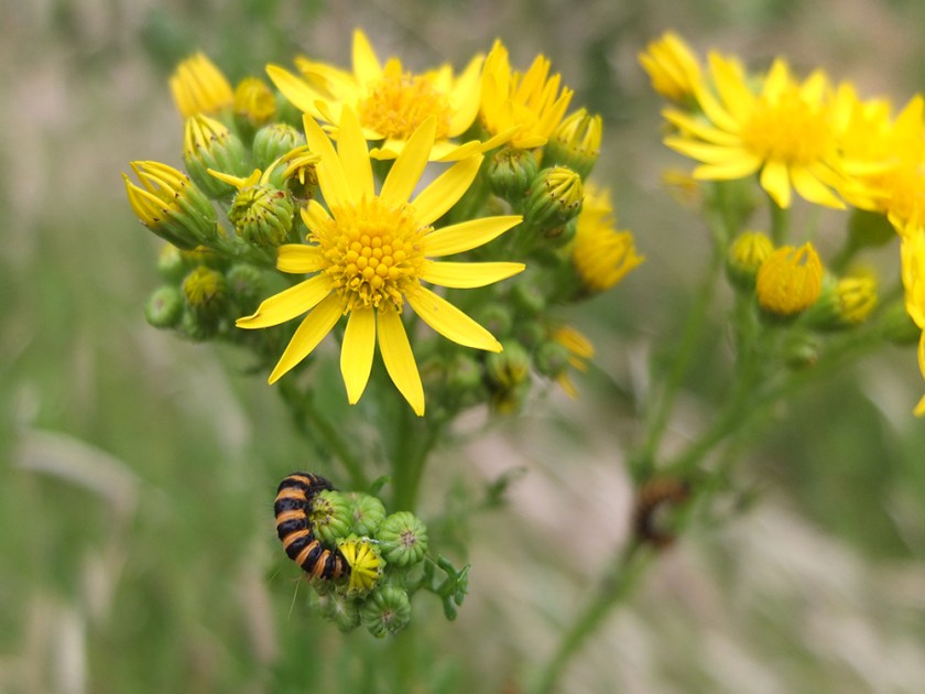 cinnabar moth caterpillar on ragwort. 