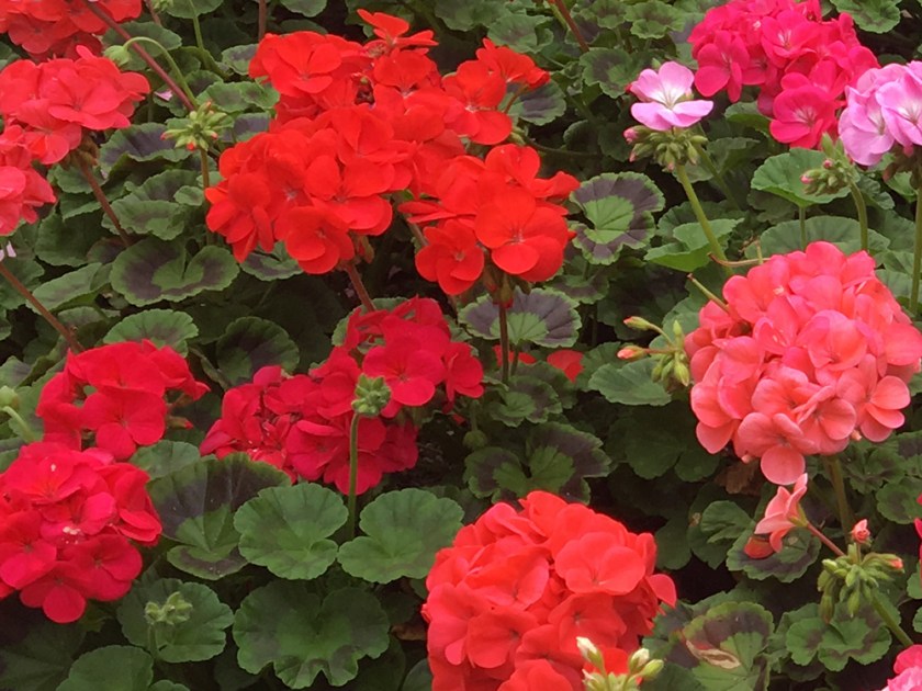 red and pink geraniums
