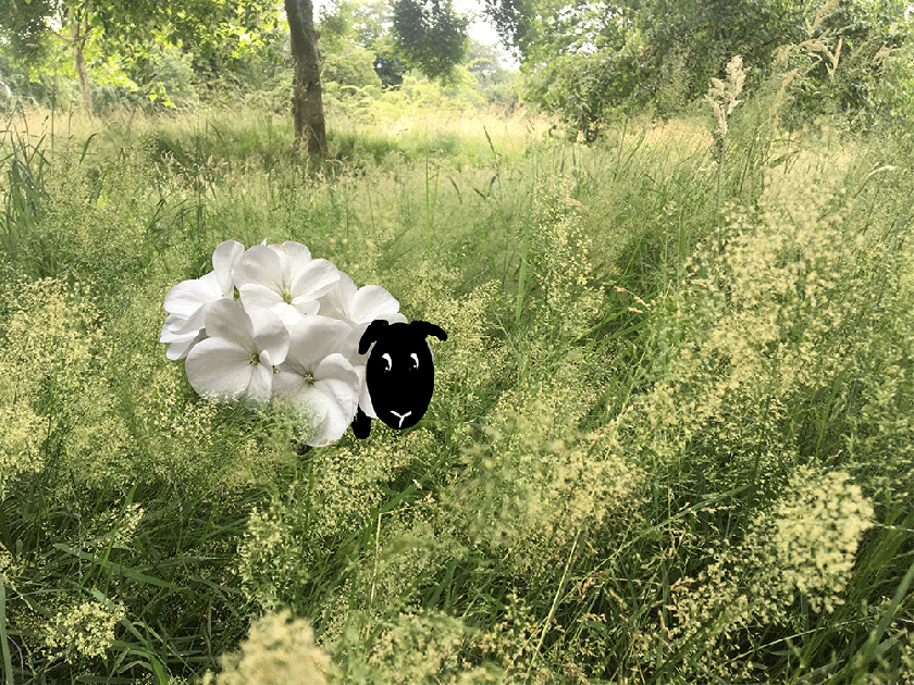 cartoon sheep with moving eyes gif