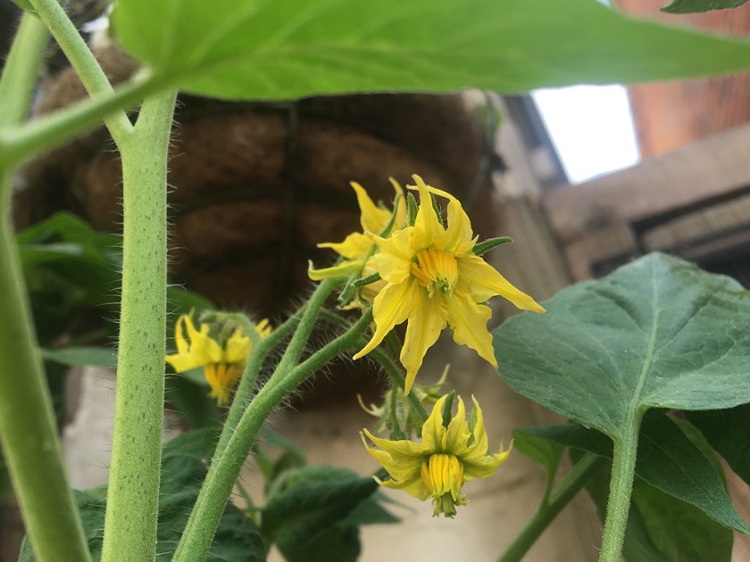 tomato flowers