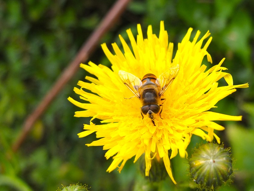honeybee on dandelion-type flower