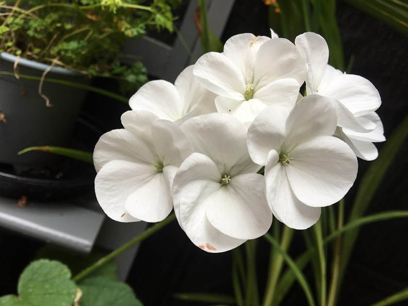 white geranium