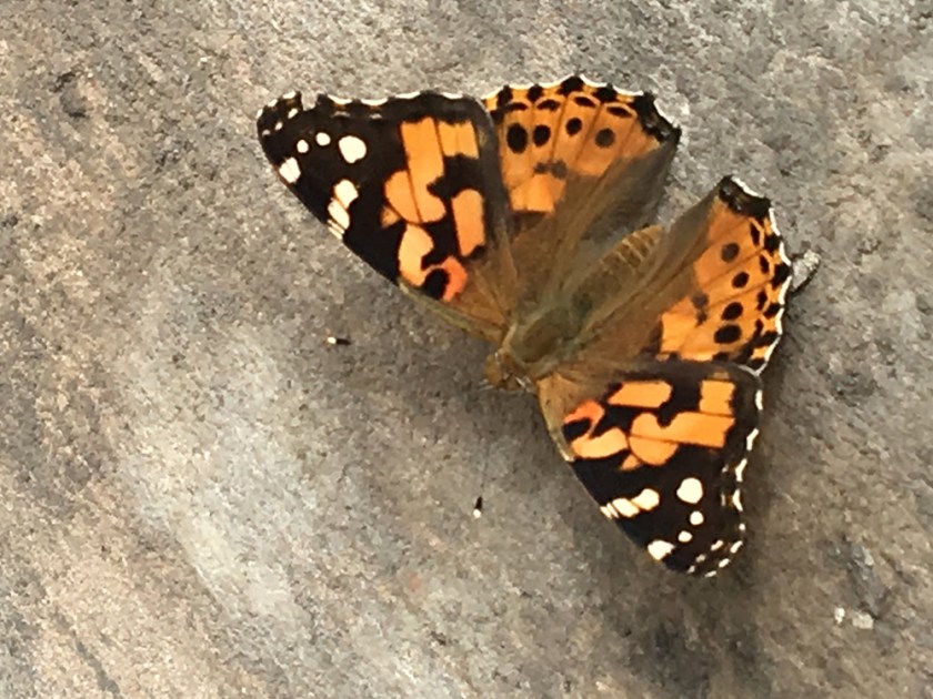 painted lady butterfly.