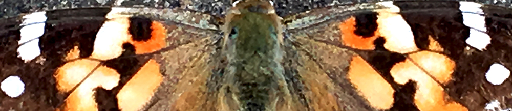 unintentionally untitled