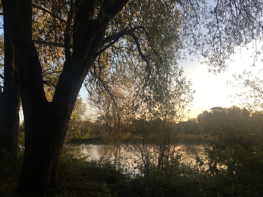 river bank with trees.