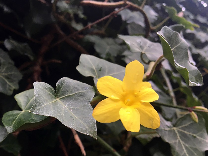 winter jasmine 