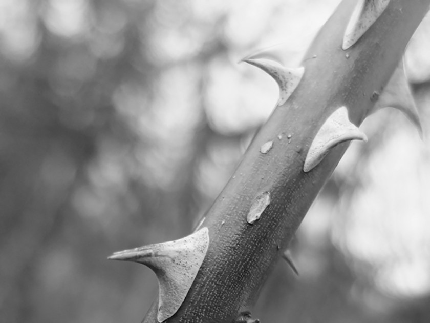 bramble thorns