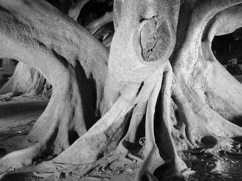 Ficus tree trunk