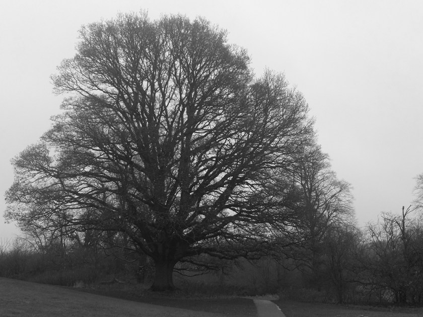 Bare winter tree