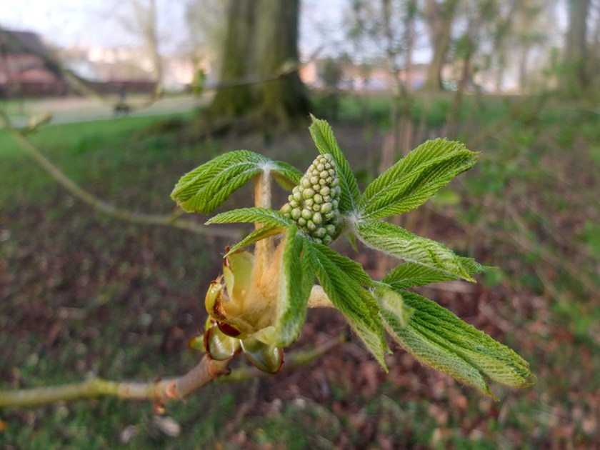 horse chestnut leaf bud breaking open