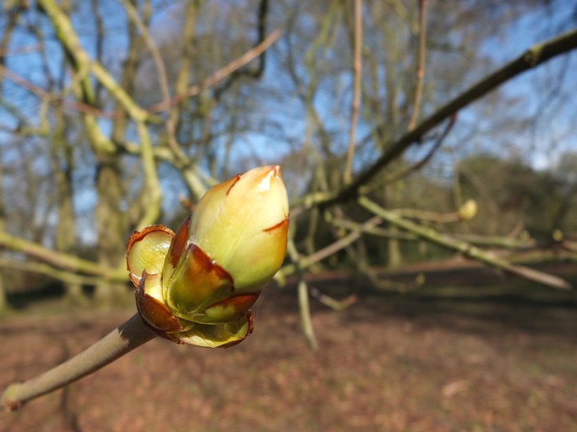 horse chestnut leaf bud