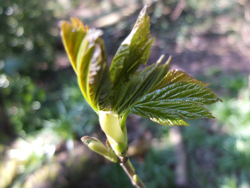 new leaves
