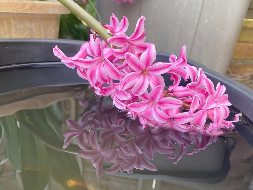 pink hyacinth with reflection in water bucket