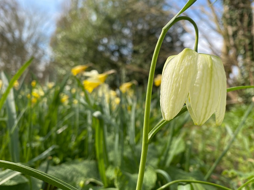 single white snake's head fritillary bloom