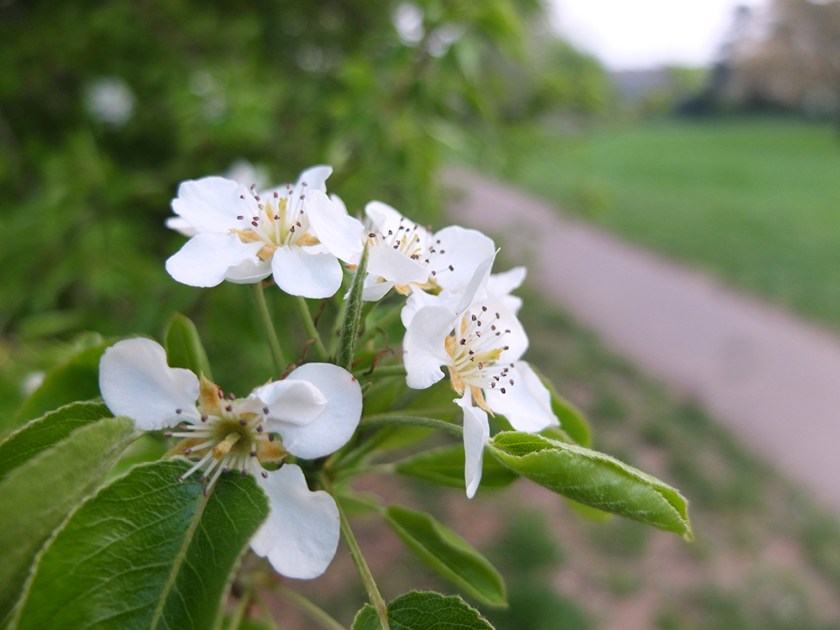 white blossom with path in background