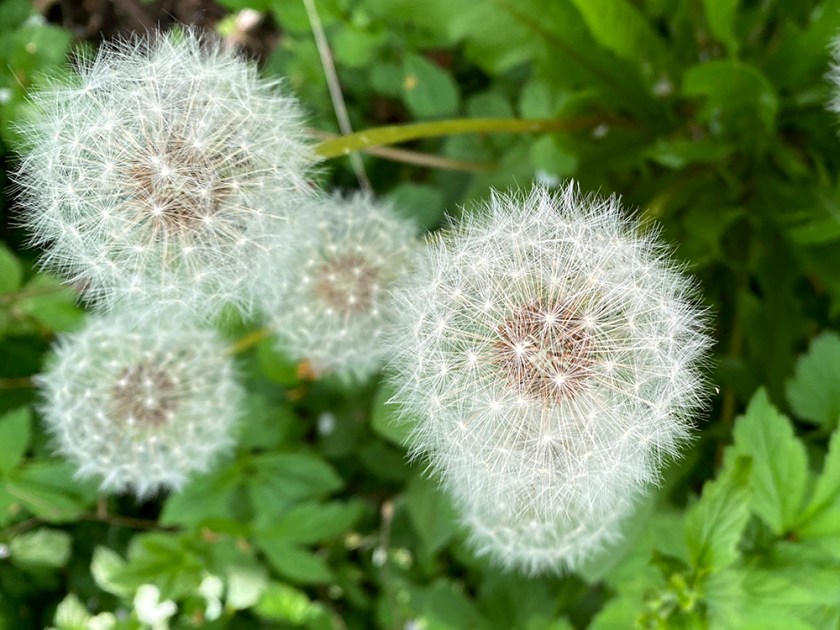 dandelion clocks