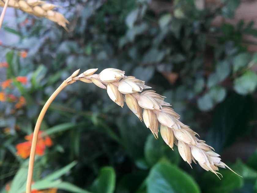 ear of wheat