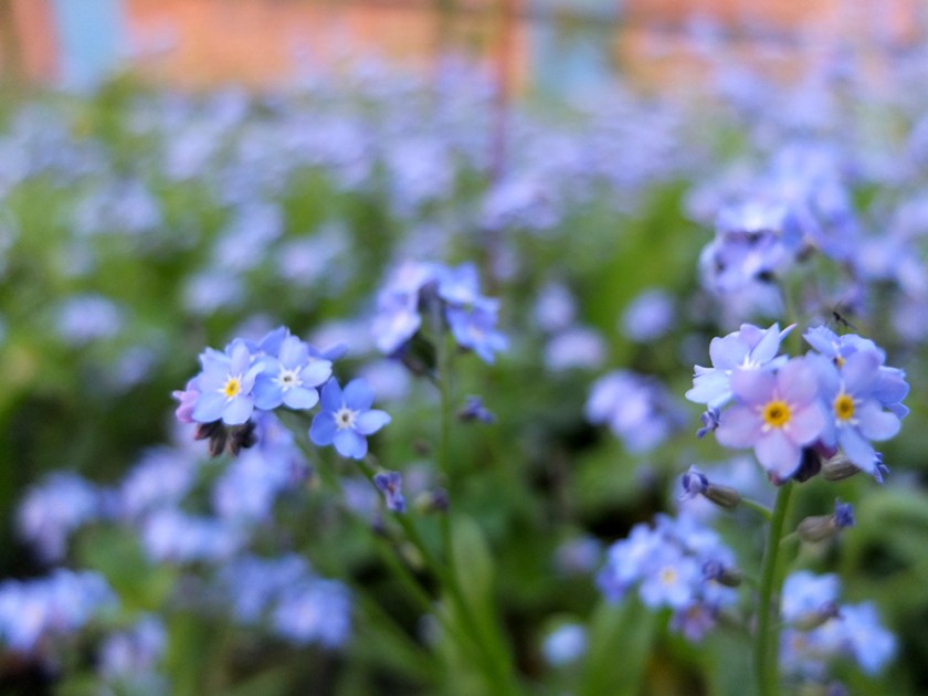 forget-me-nots