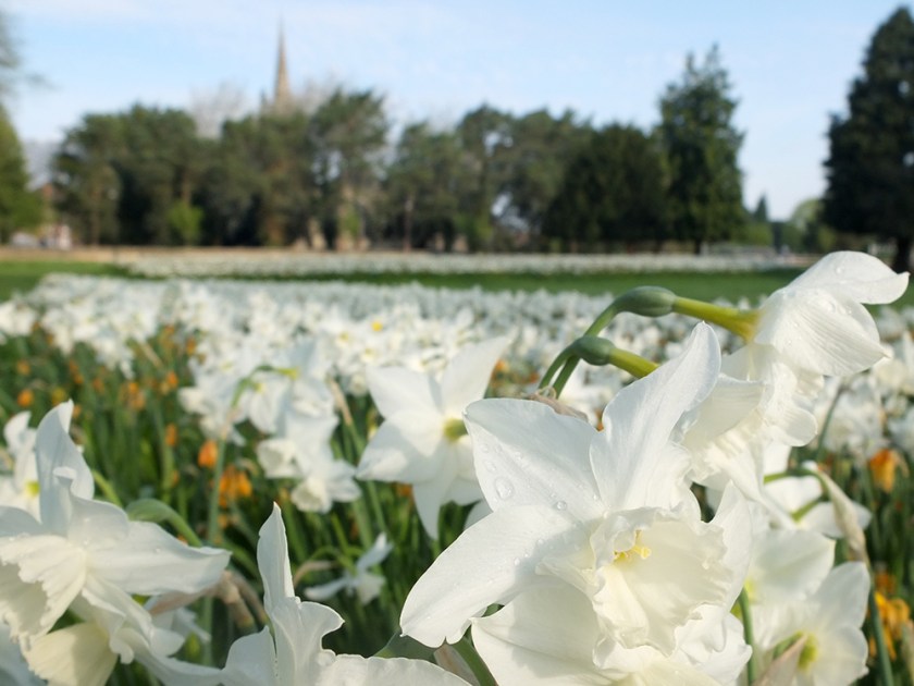 White daffodils with church spire in distance