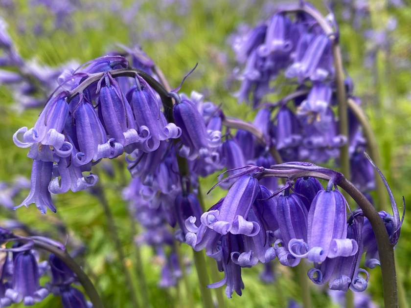 bluebells