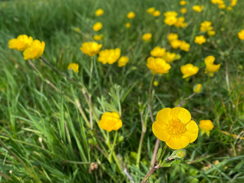 buttercups