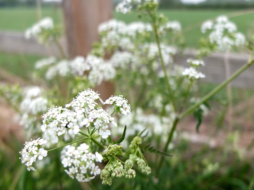 cow parsley and fence