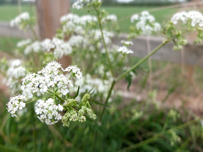 cow parsley