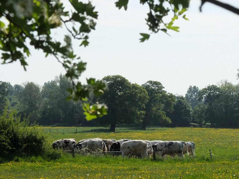 cows grazing