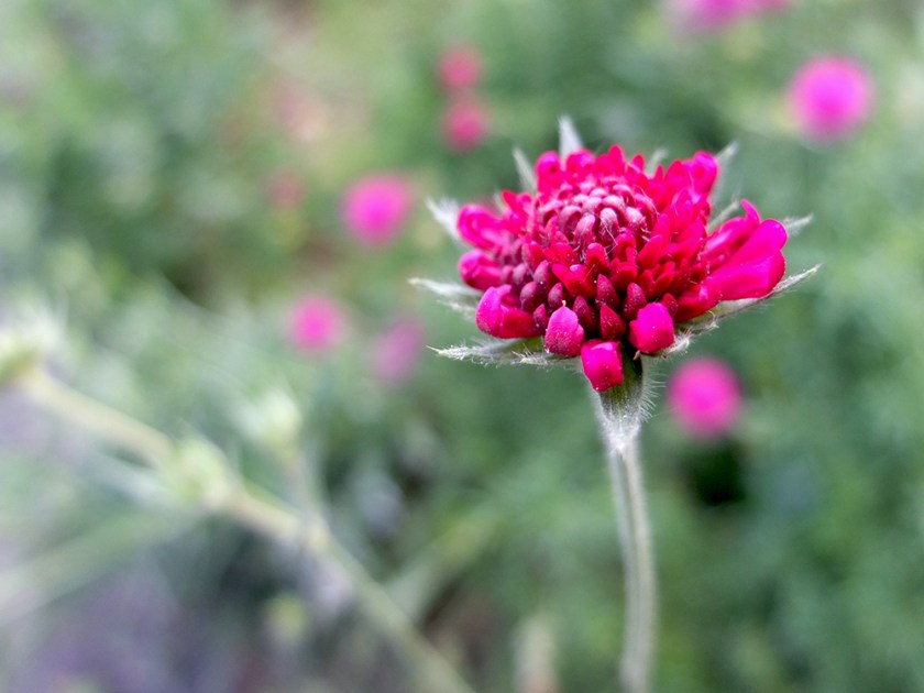 crimson scabious