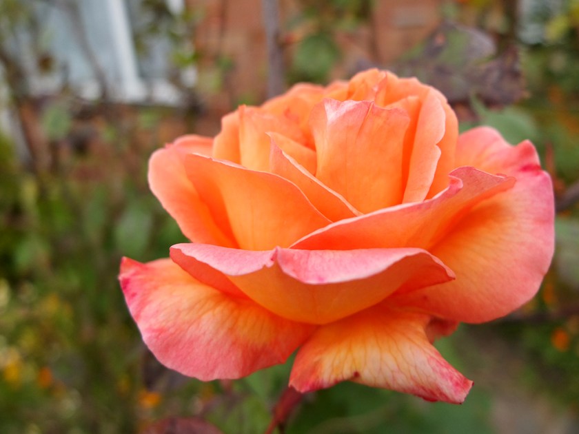 flame-coloured rose