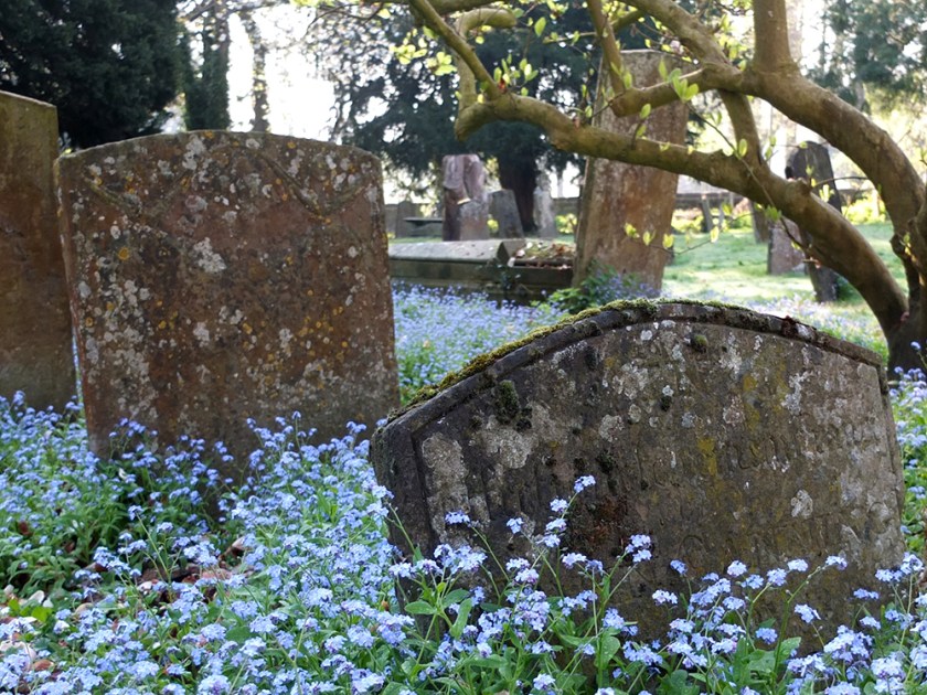 forget-me-nots and old tombstones