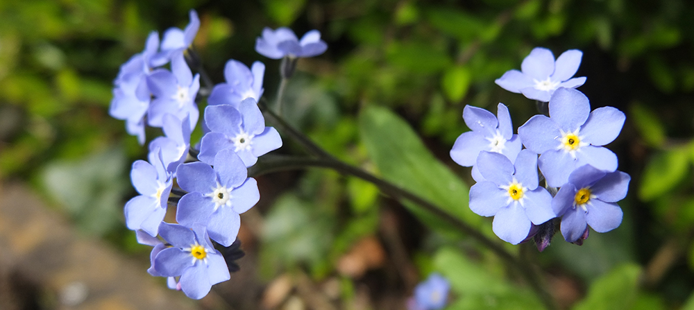 forget-me-nots