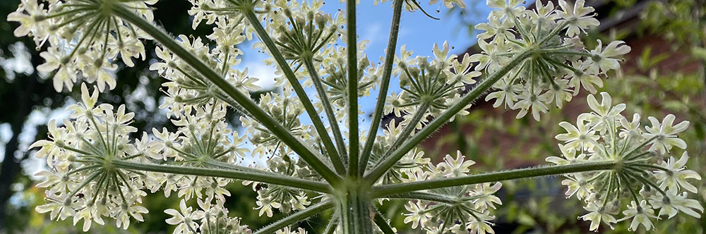 common hogweed umbel