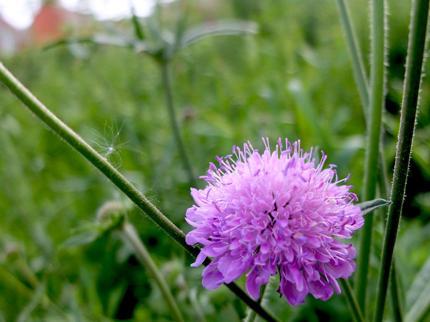 lilac scabious