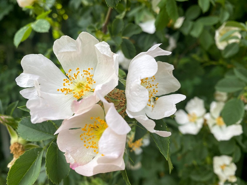 dog roses