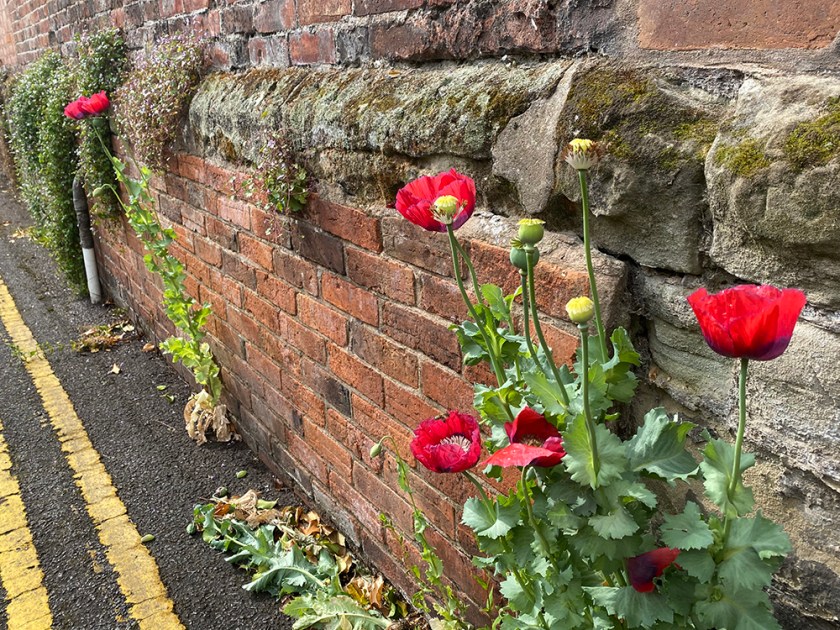 poppies alongside brick wall