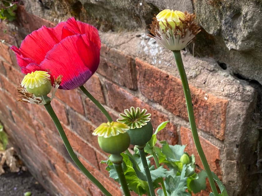 poppies and seed heads alongside brick wall
