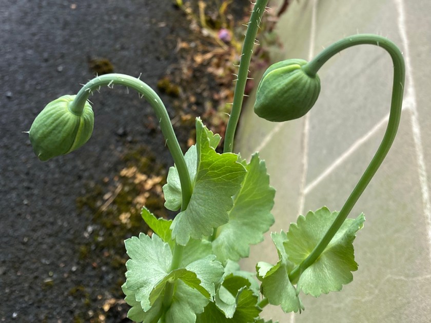 poppy flower buds