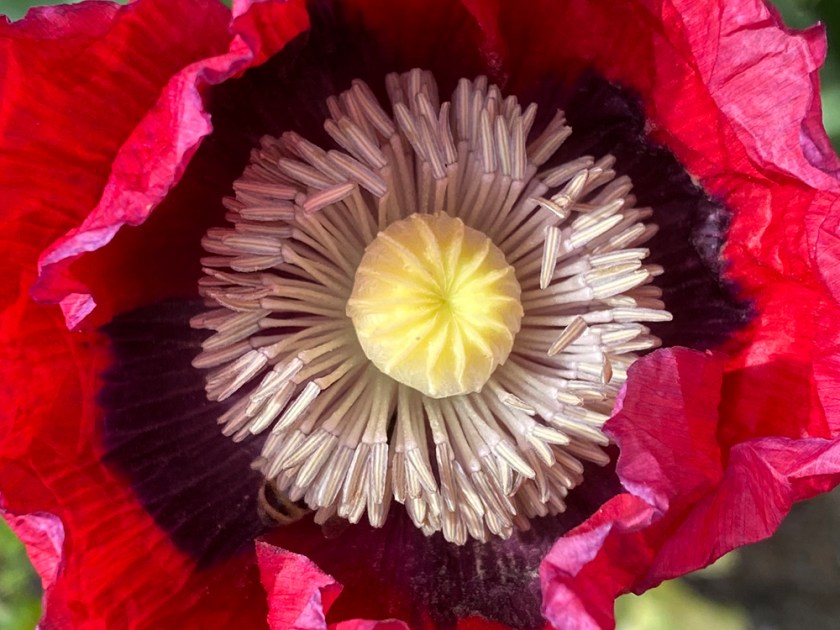 poppy flower centre