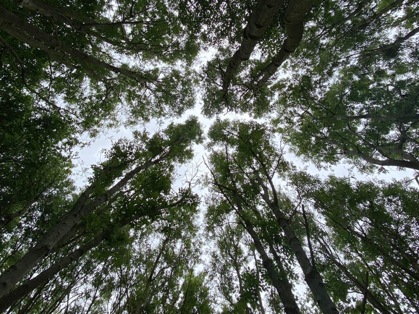 the sky seen through tree tops