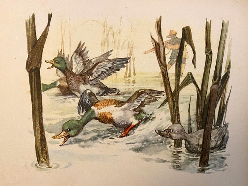 Ugly Duckling book illustration ducks