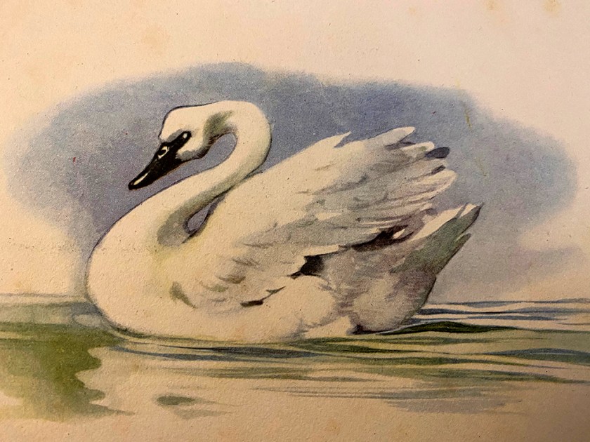 Ugly Duckling book illustration adult swan