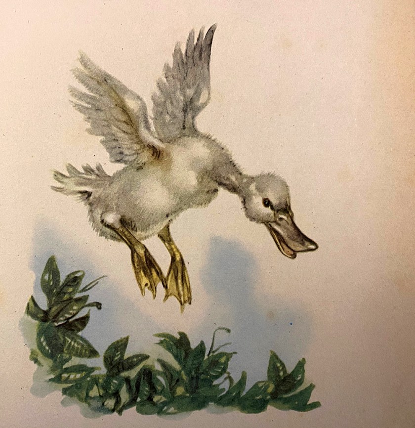 Ugly Duckling book illustration baby swan