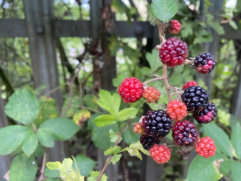 blackberries
