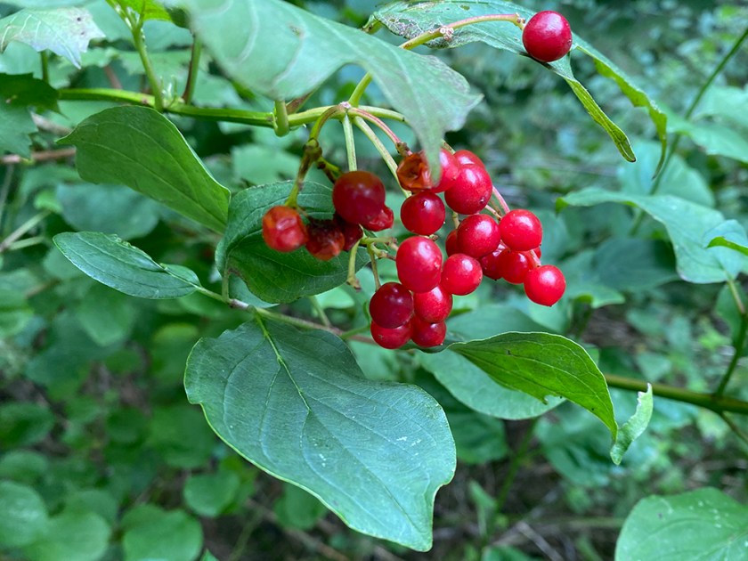 black bryony berries