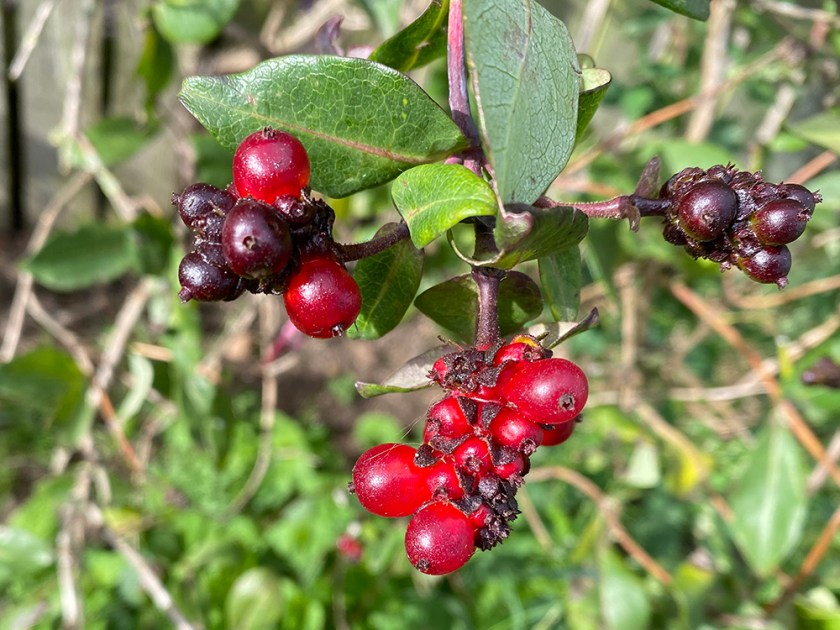 honeysuckle berries