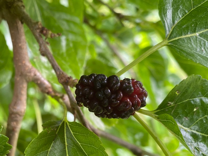 mulberry