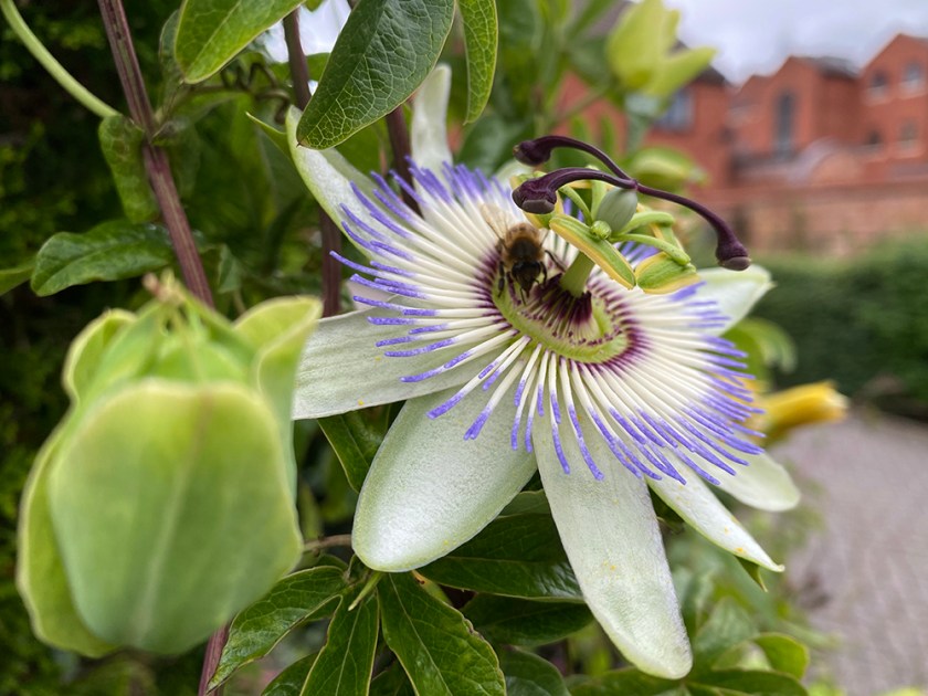 Passion flower