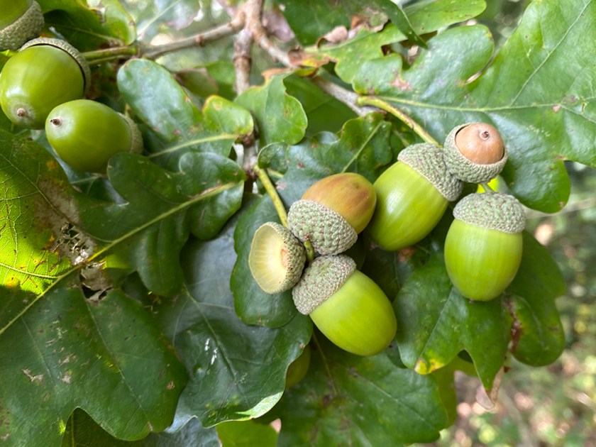acorns